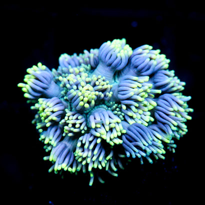 JC Neon Aura Goni