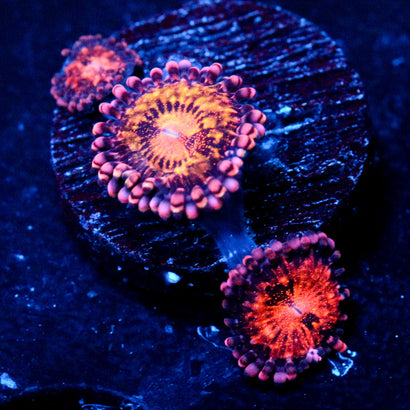 JC Speckled Kraze Zoanthid