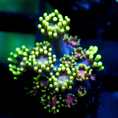 JC Alien Abduction Goni