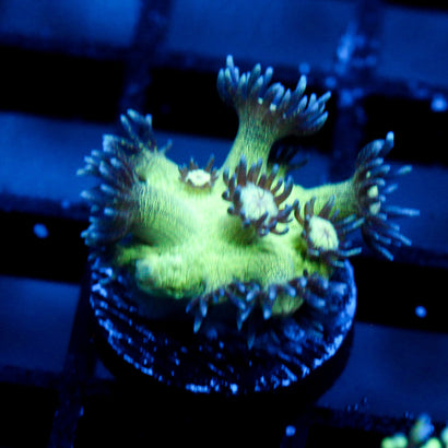 JC Peacock Goni