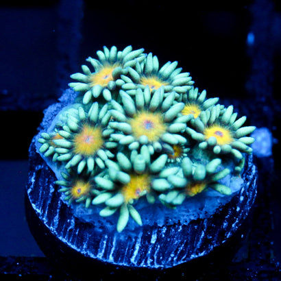 JC Sunflower Goni