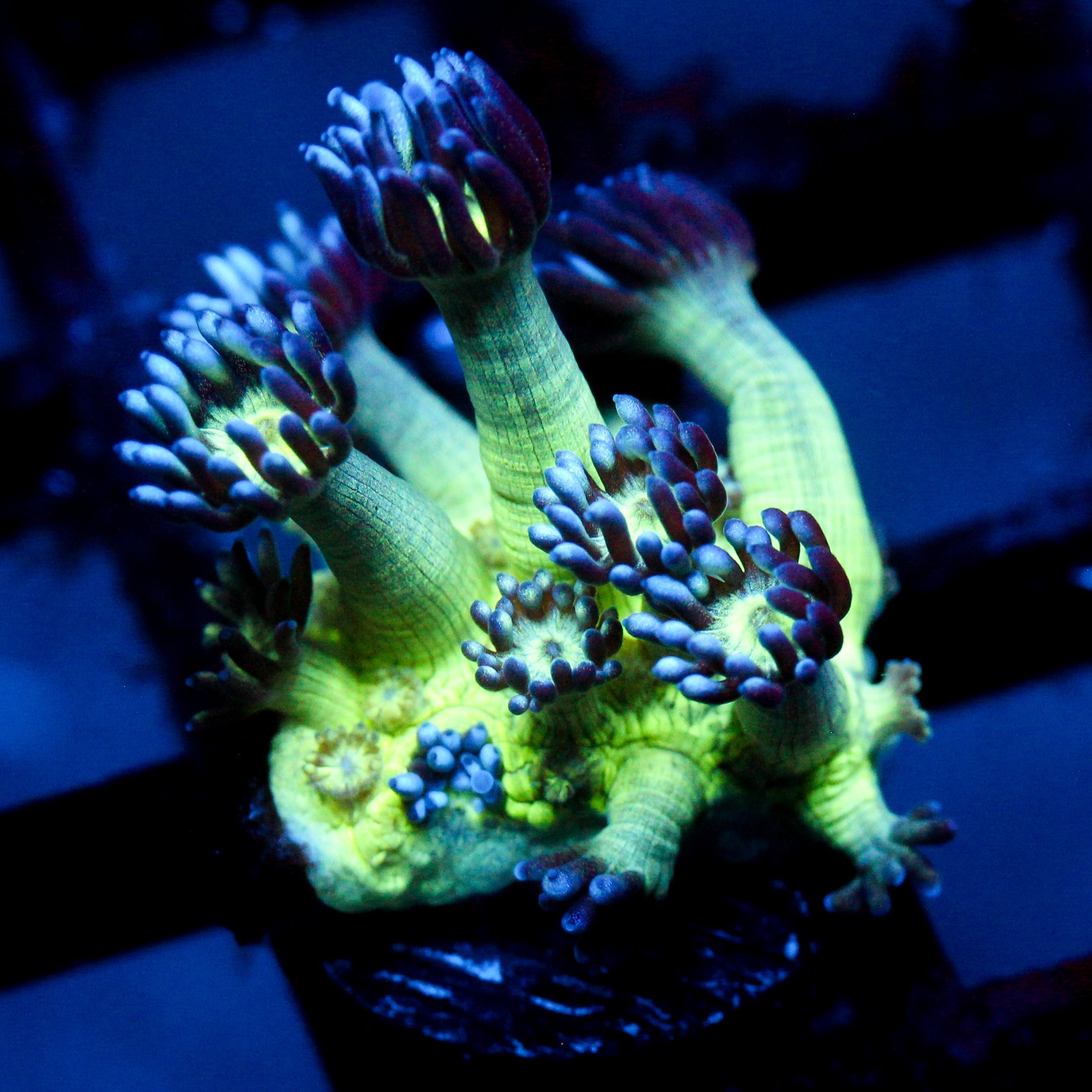 JC Peacock Goni