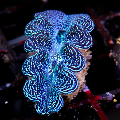 JC Ripple Crocea