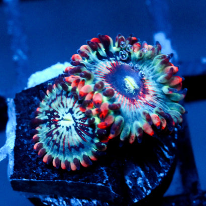 JC White Zombie Zoanthid