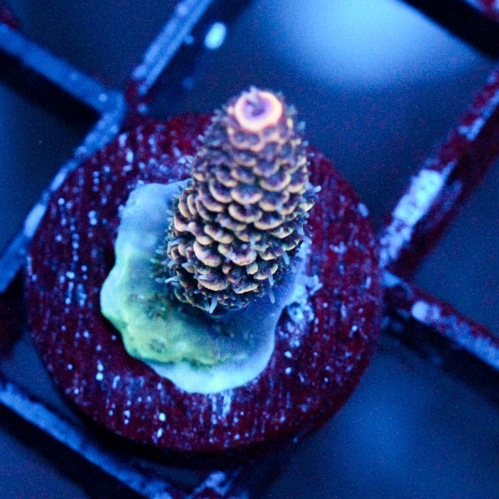 JC Rainbow Pineapple