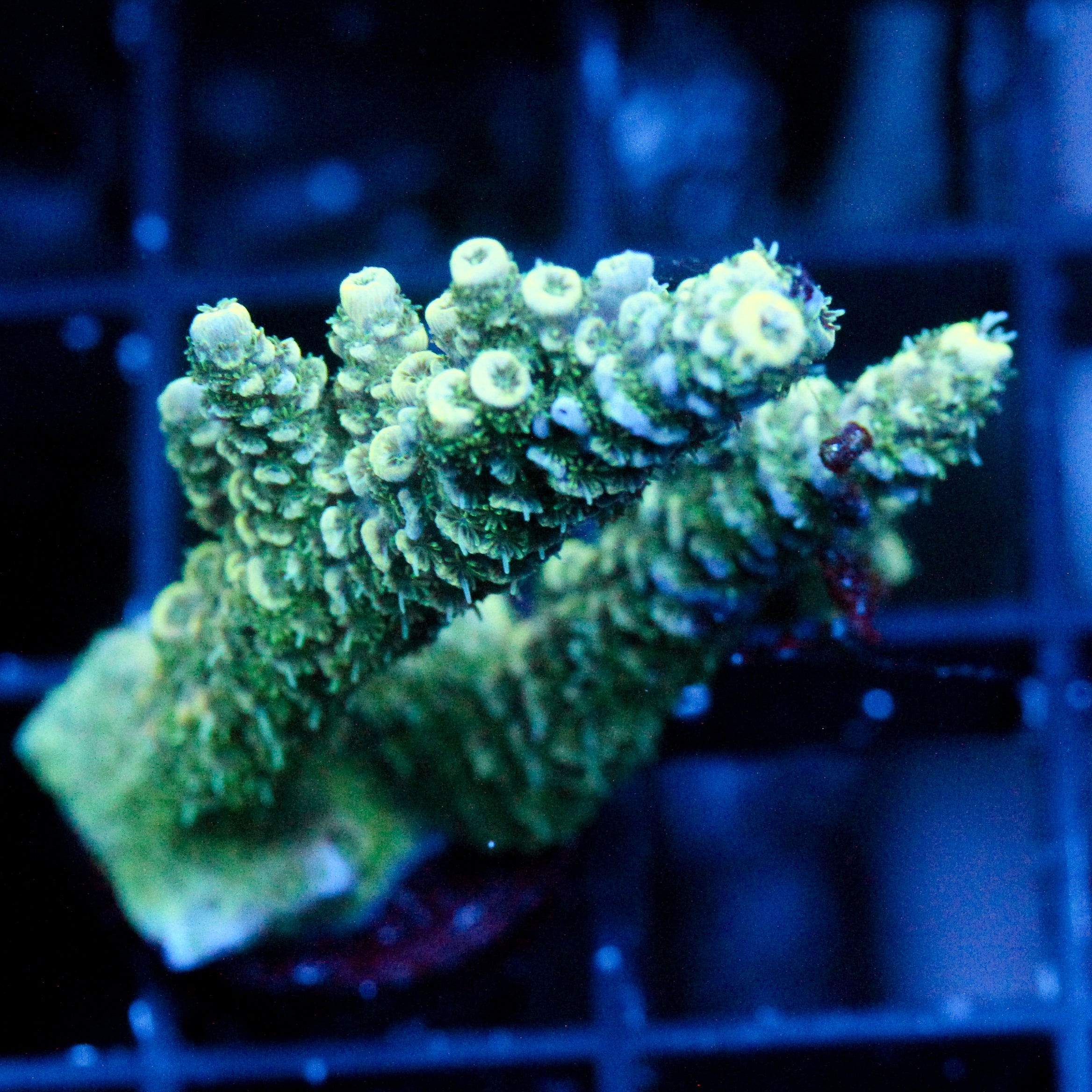 JC Lime Twist