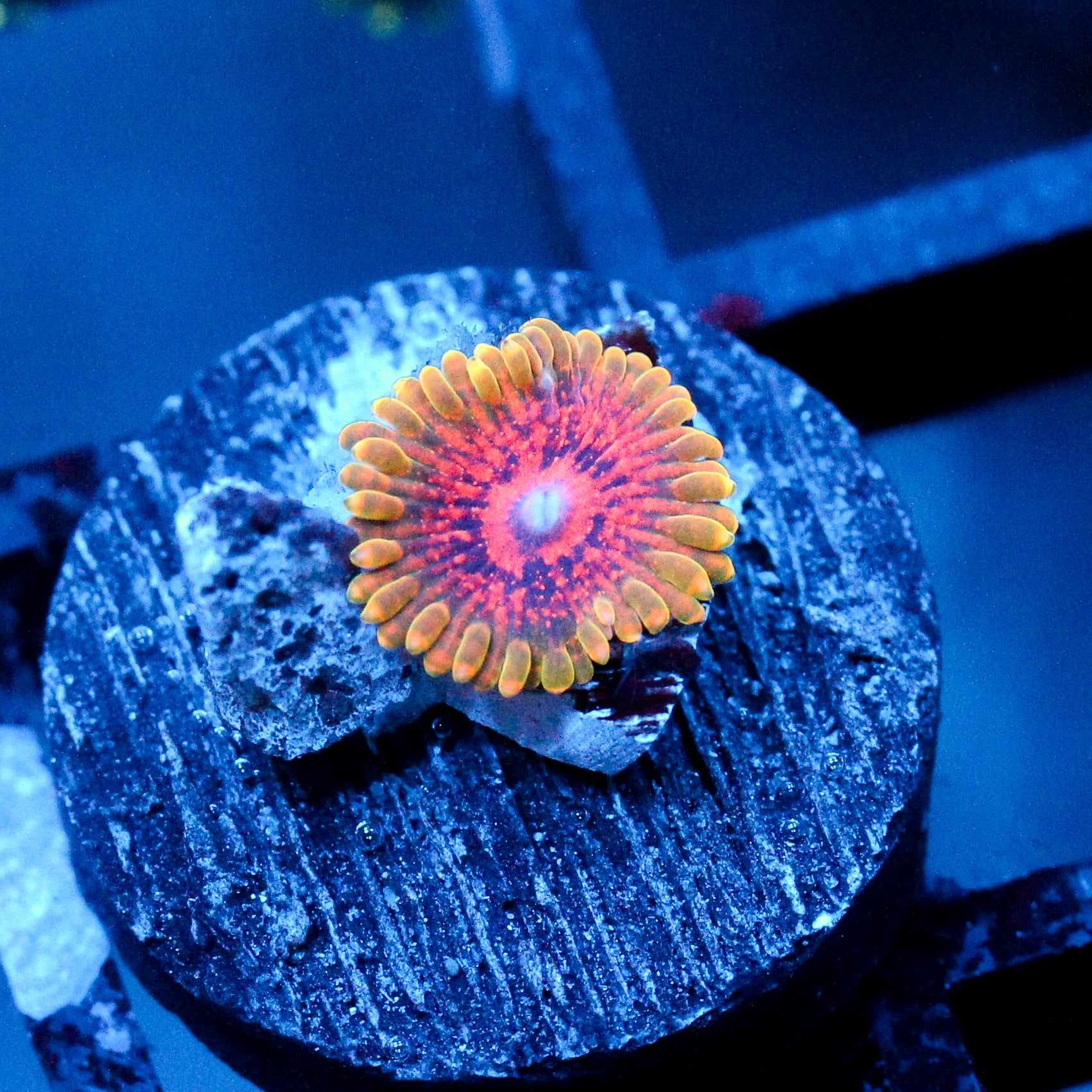 JC Predator Zoanthid