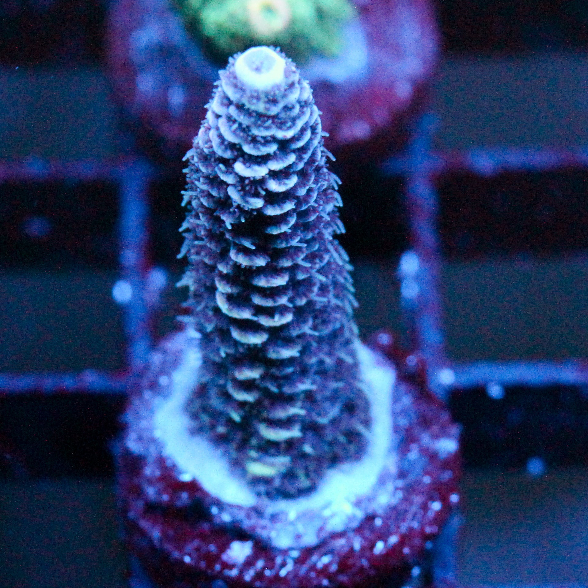 JC Purple Pillar