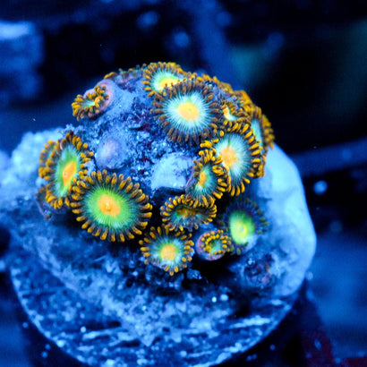 JC Saturn Zoanthid