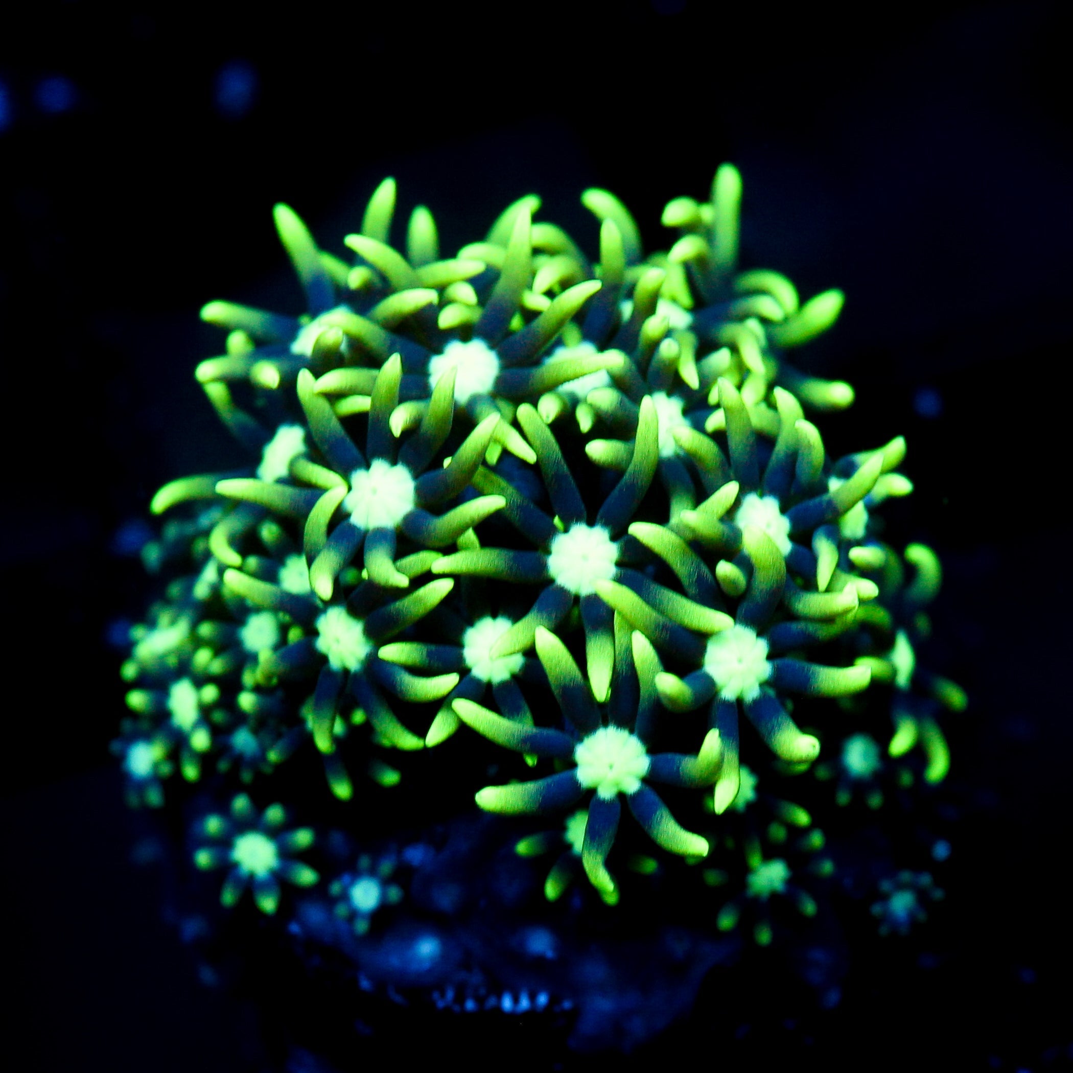 JC Gsp