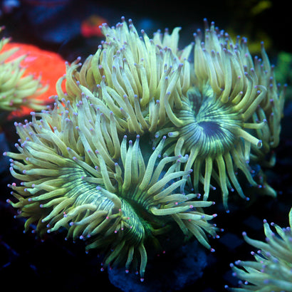Biota Aquacultured Elegance Coral