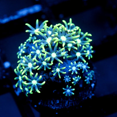 JC Star Polyp