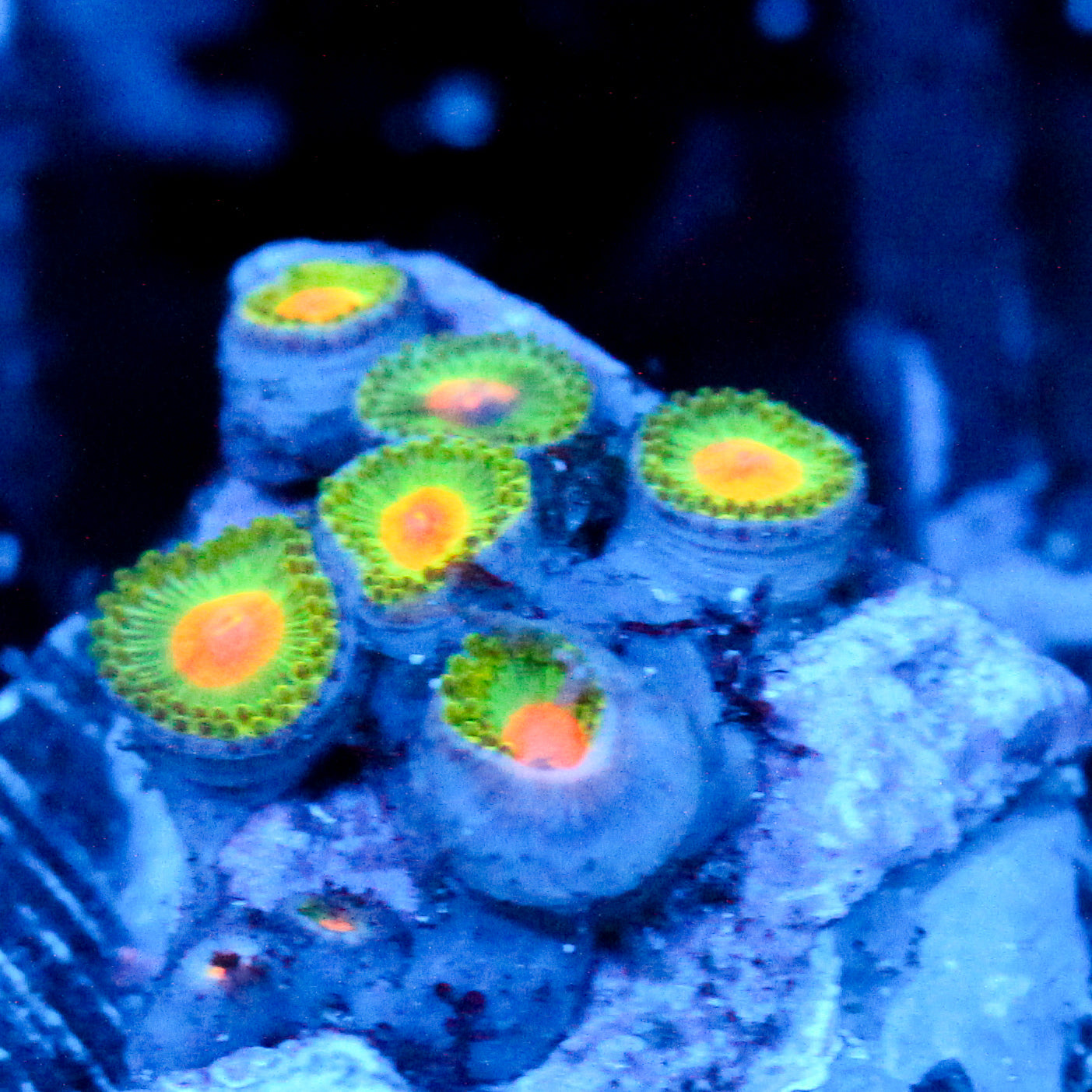 JC Irish Splash Zoanthid
