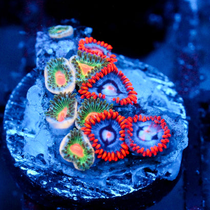 JC Zoa Garden Seed