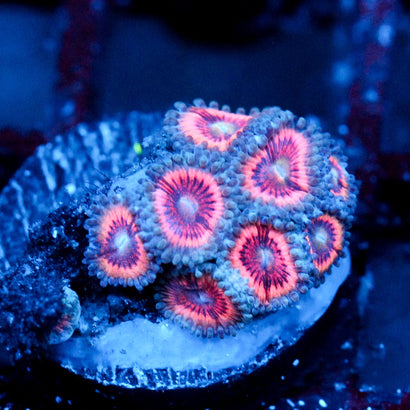 JC Armageddon Zoanthid