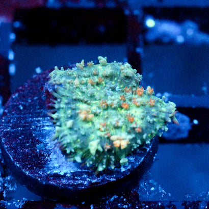 JC Bouncy Flames Rhodactis