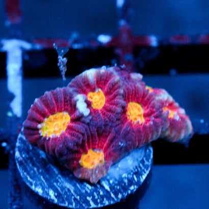 JC Red Slime Favia