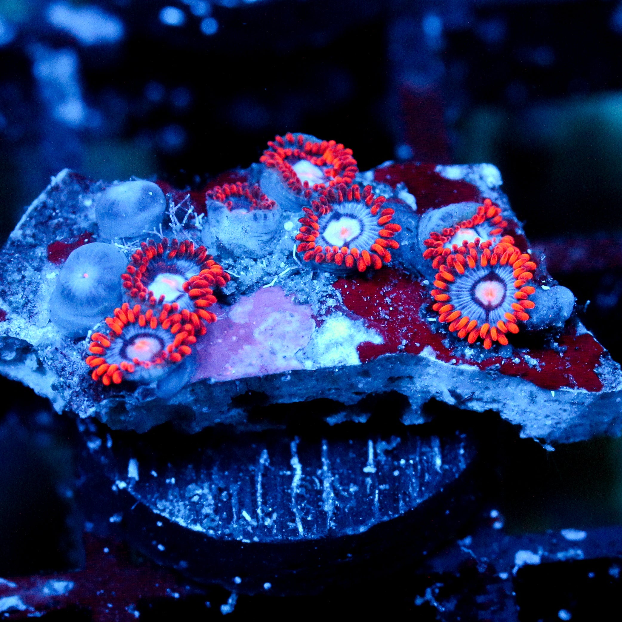 JC Edge of Reality Zoanthid