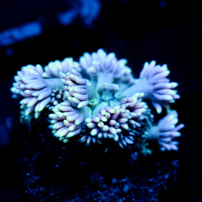 JC Sea Breeze Goni