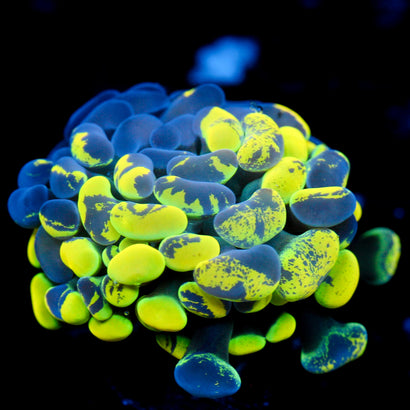 JC Yellow Splatter Hammer