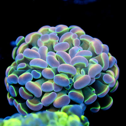 JC Ultra Hologram Hammer