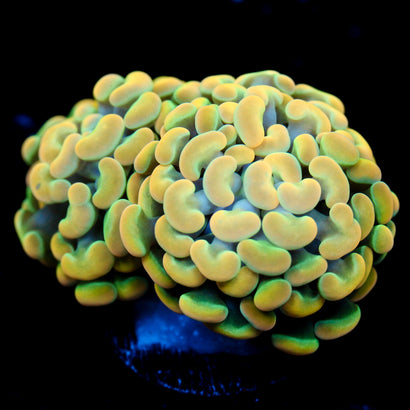 JC Vibrant Gold Hammer