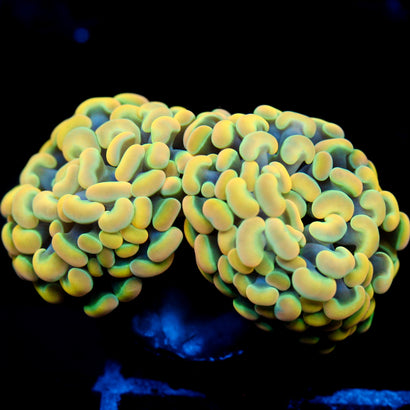 JC Vibrant Gold 2 head Hammer