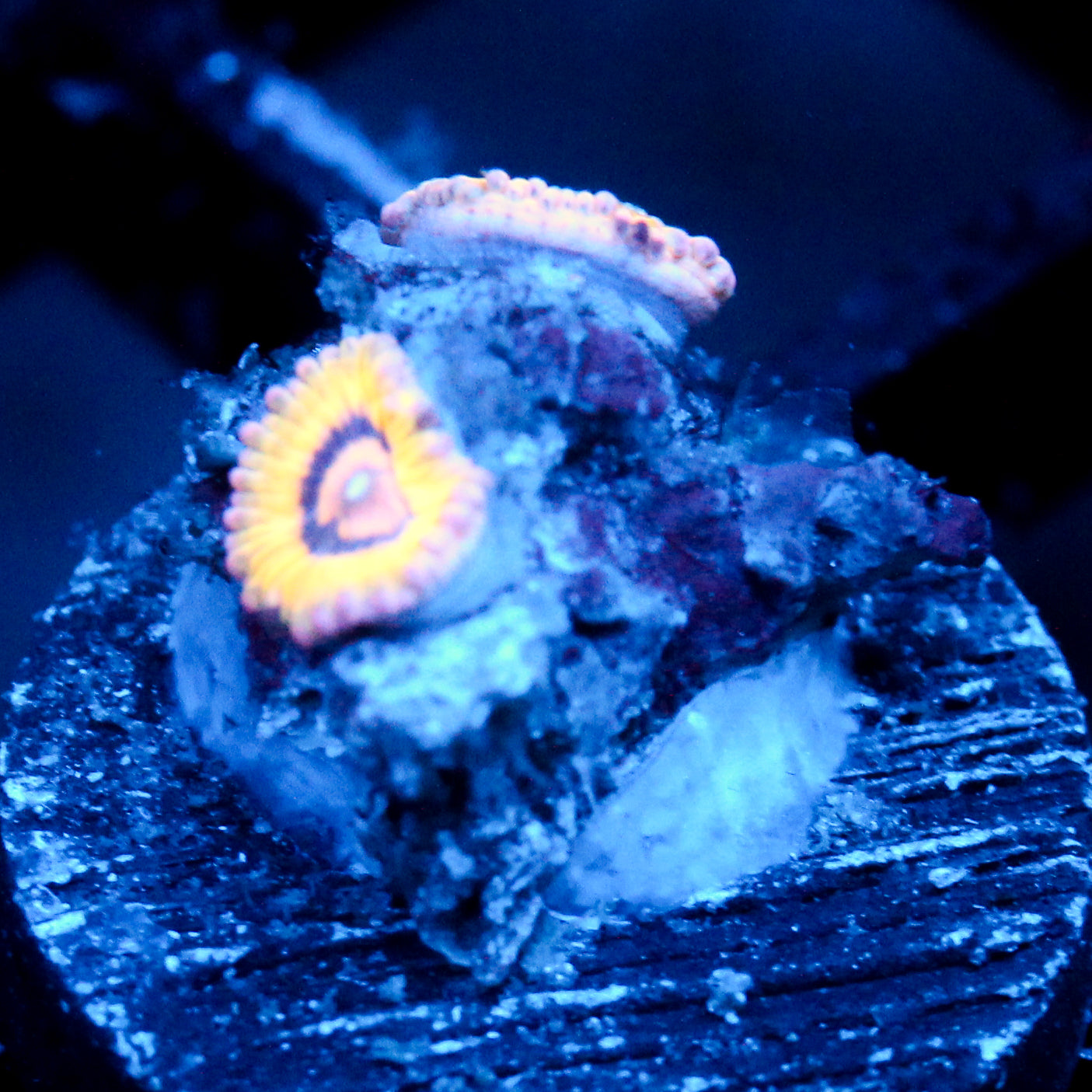 JC Sun Glazed Zoanthid