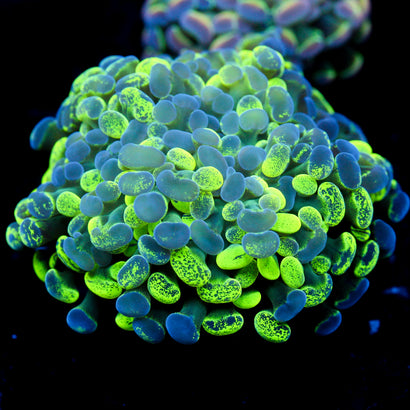 JC Ultra Splatter Hammer