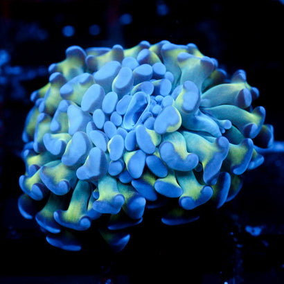 JC Bright One Hammer