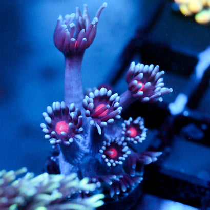 JC Vampiric Hypnosis Goni