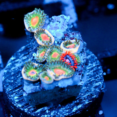 JC Irish Splash Zoanthid+ Edge of Reality Zoanthid