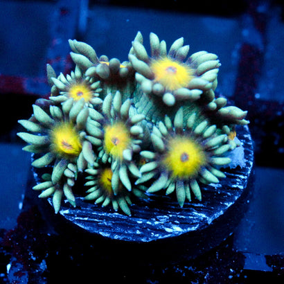 JC Sunflower Goni