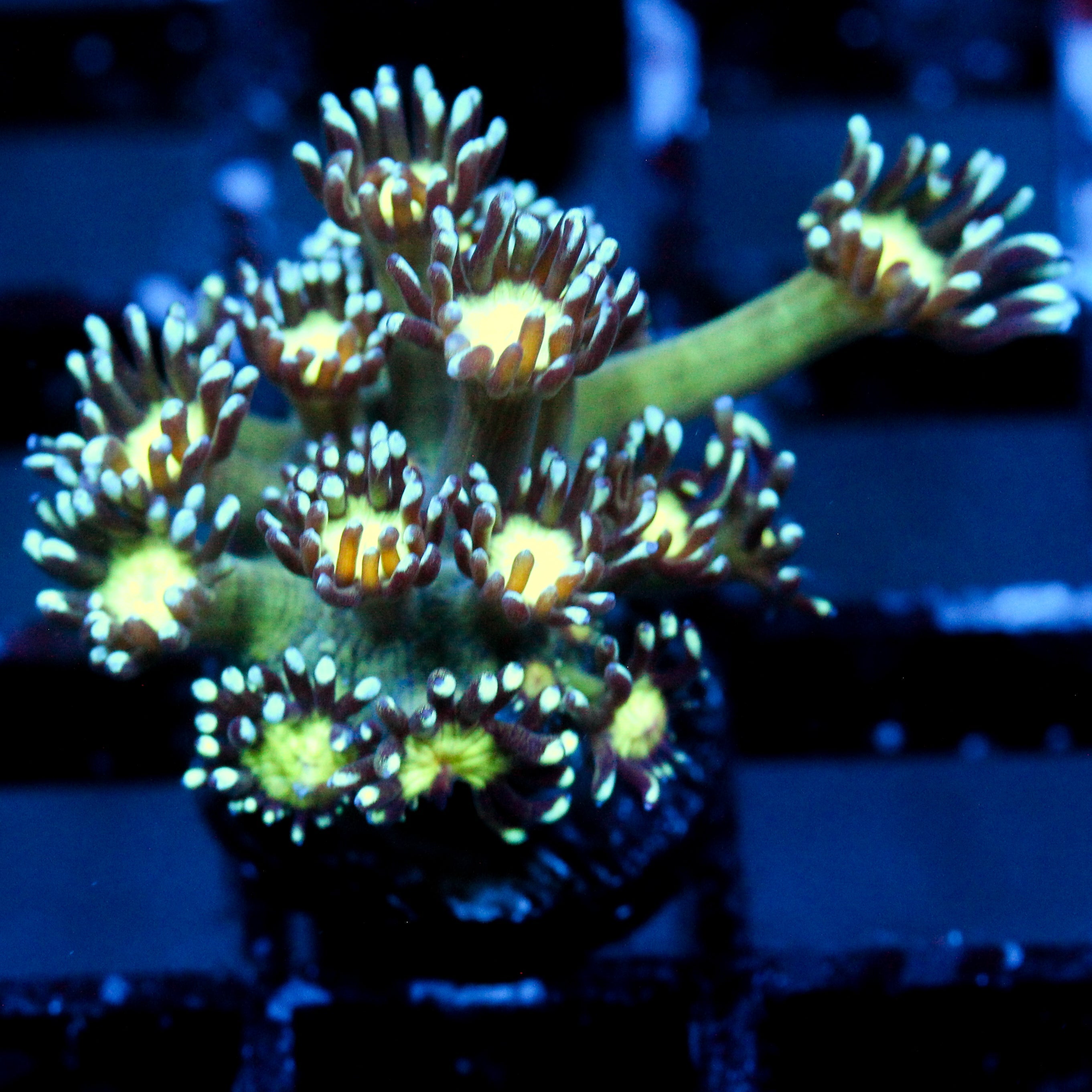 JC Cobalt Greed Goni