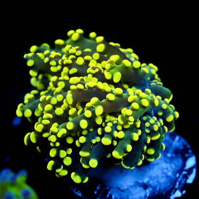 JC Neon Octo