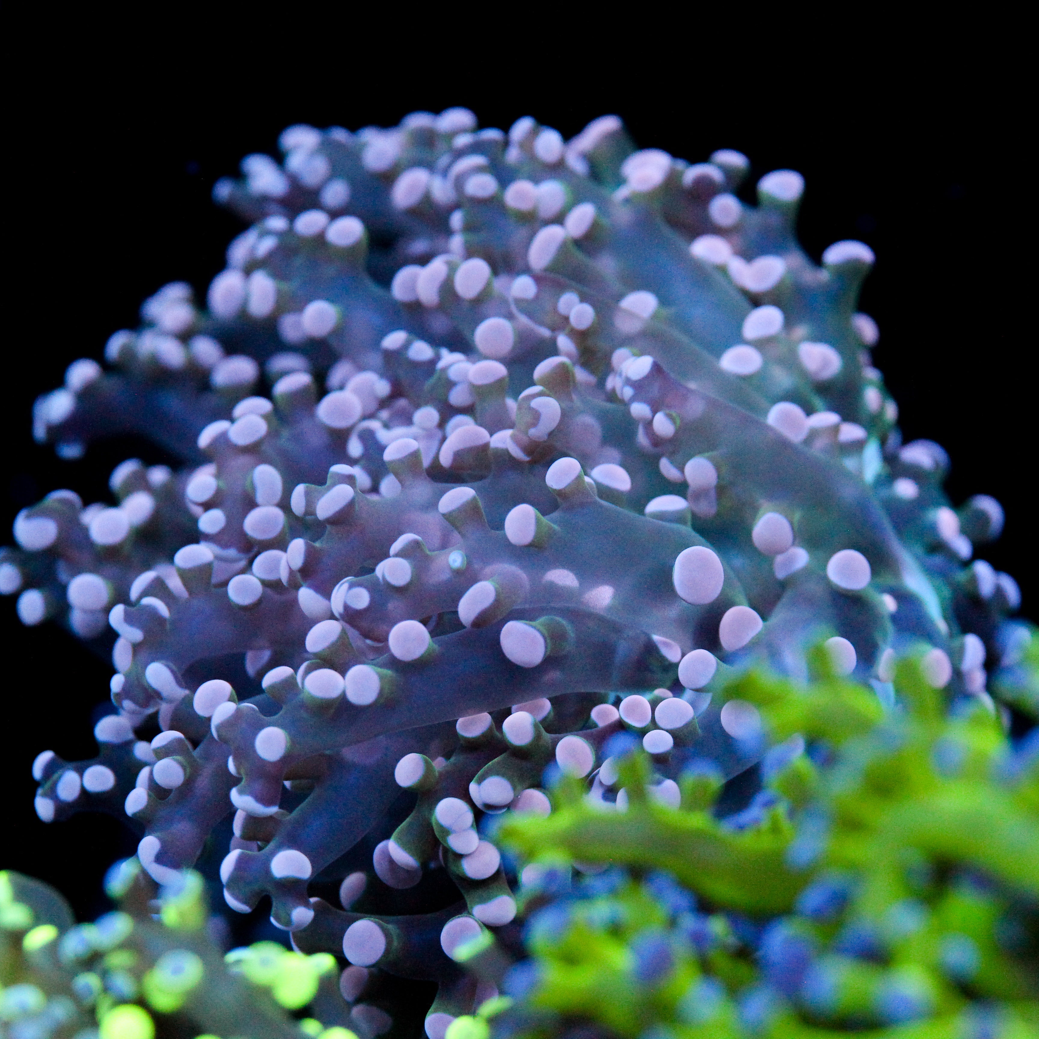 JC Pink Tip Octo