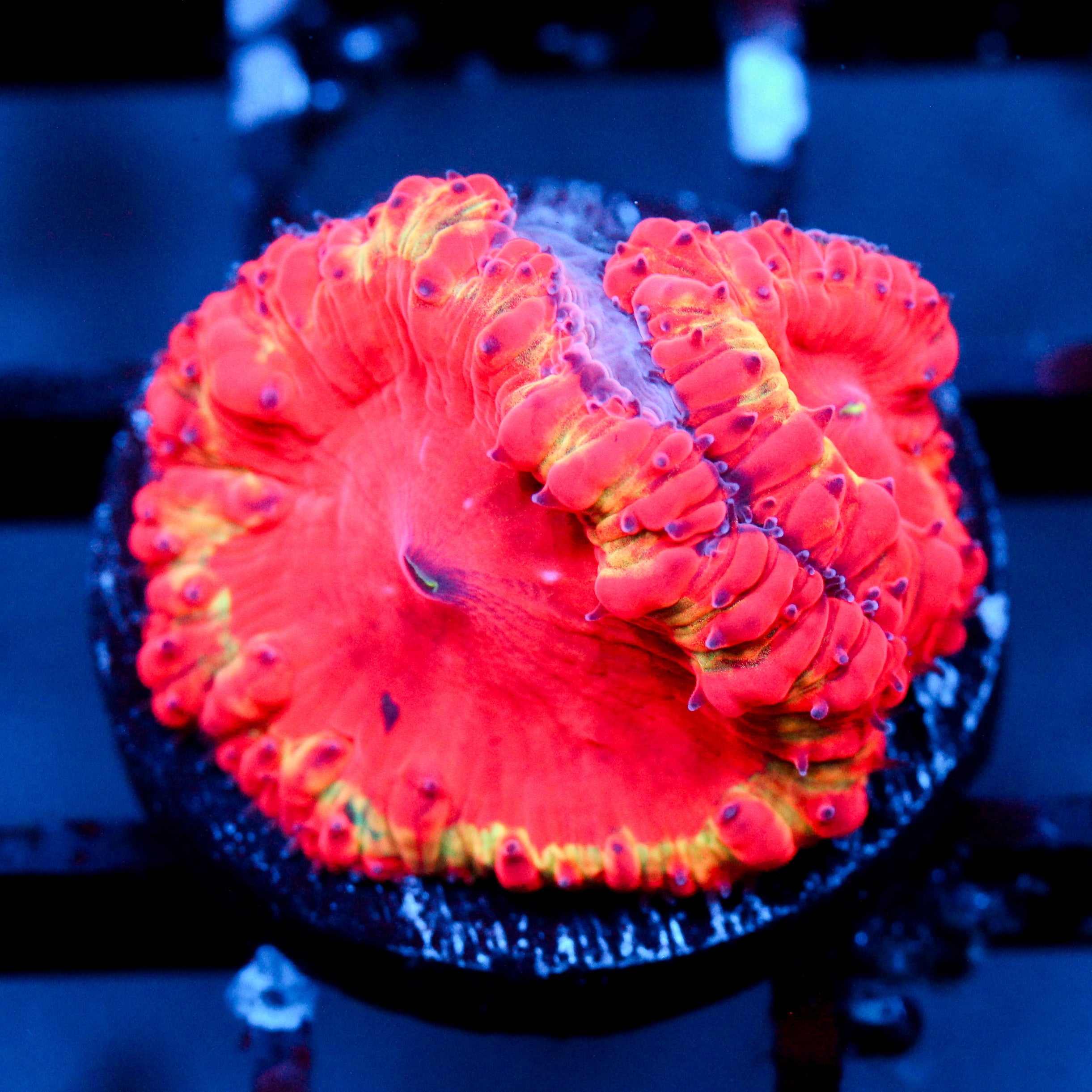 JC Supernova Blasto