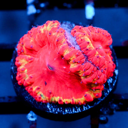 JC Supernova Blasto