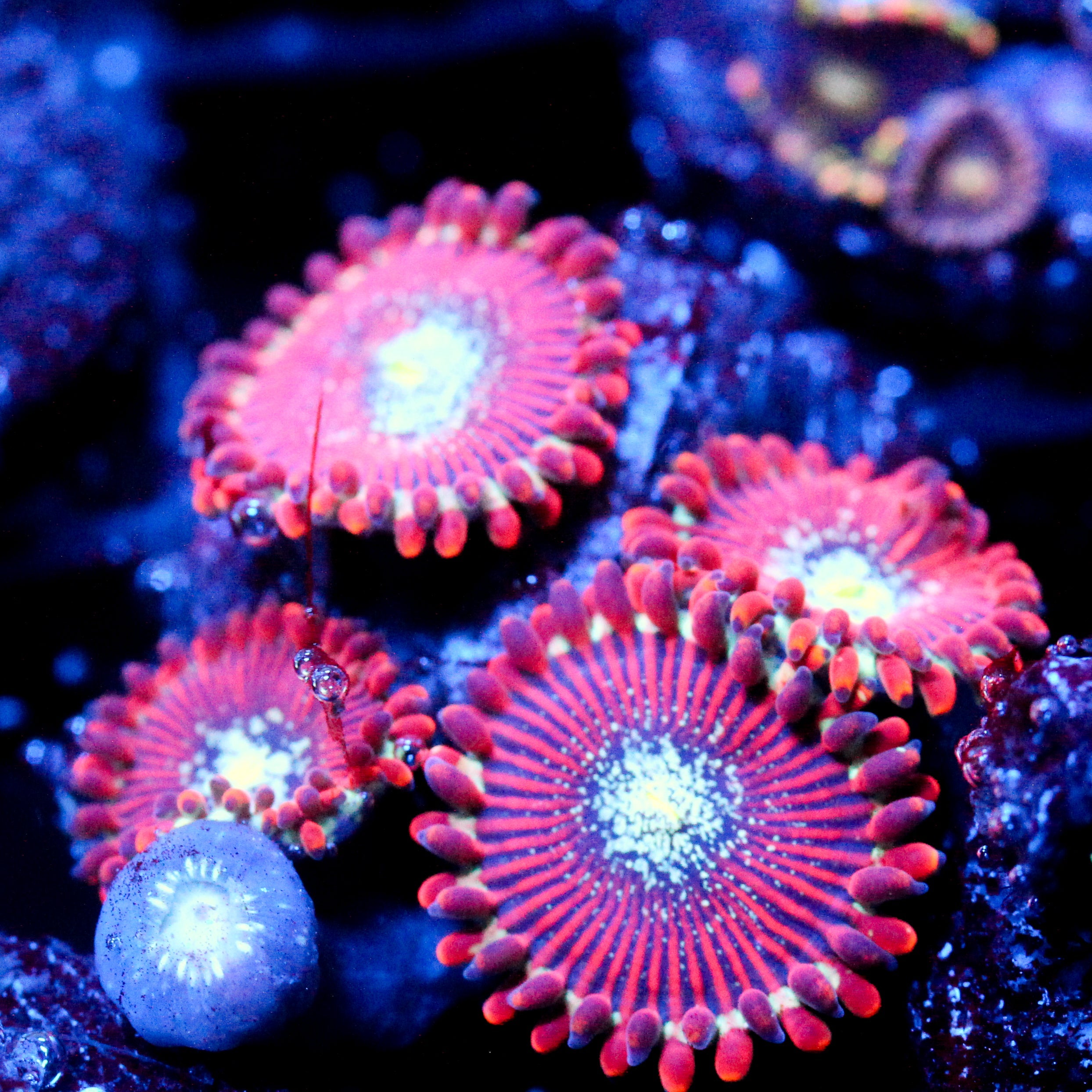 JC Magician's Zoanthid