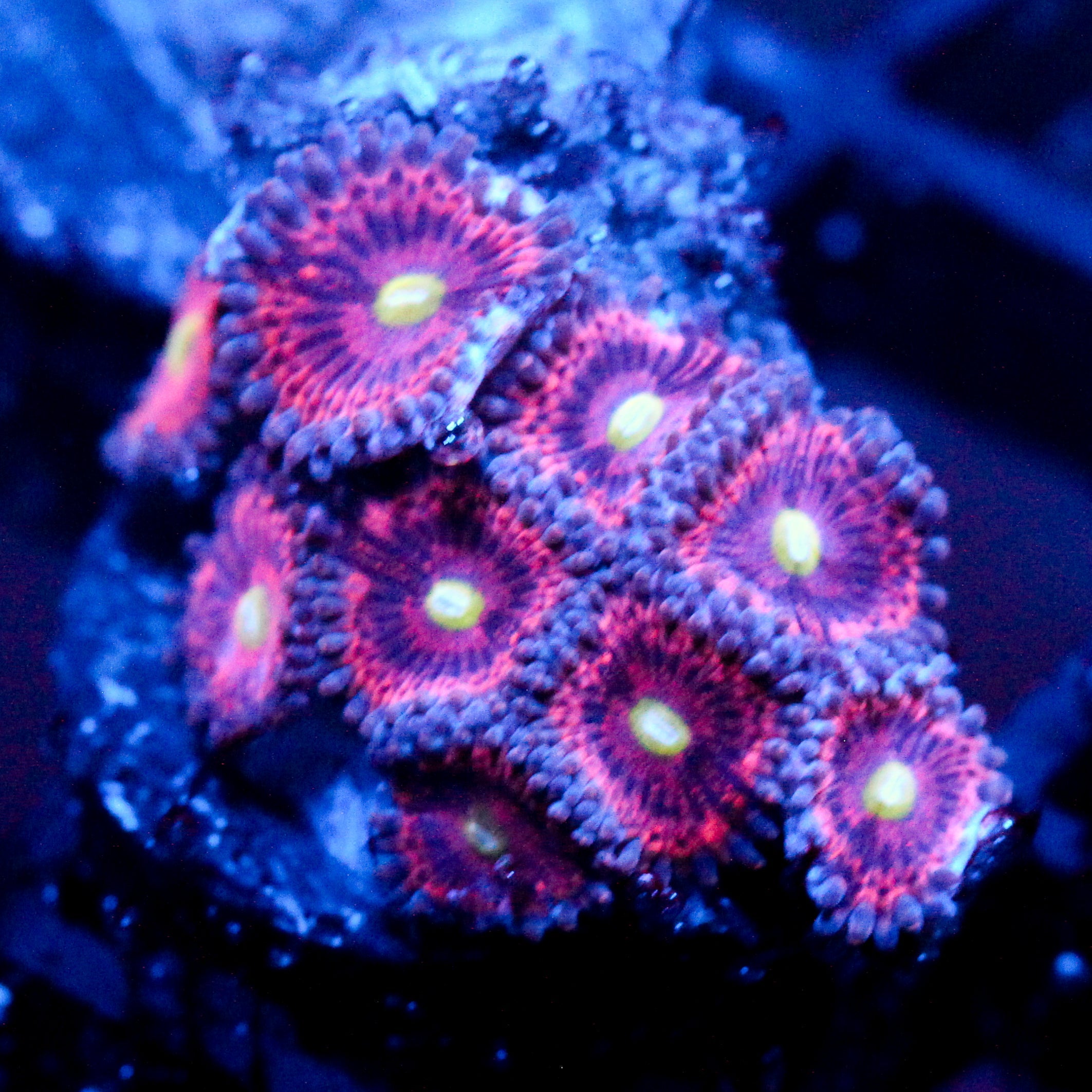 JC Pink Rose Zoanthid