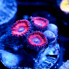 shopify auction