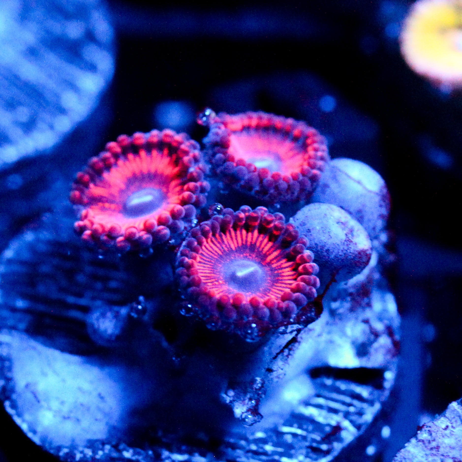 JC Sith Zoanthid