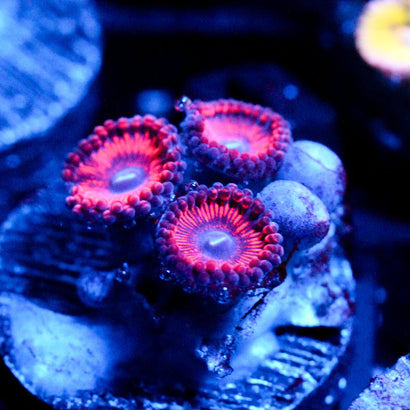 JC Sith Zoanthid