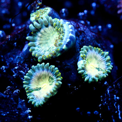 JC Hawaiian Ding Dang Zoanthid