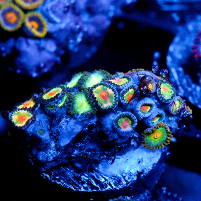 JC Zoa Garden Seed