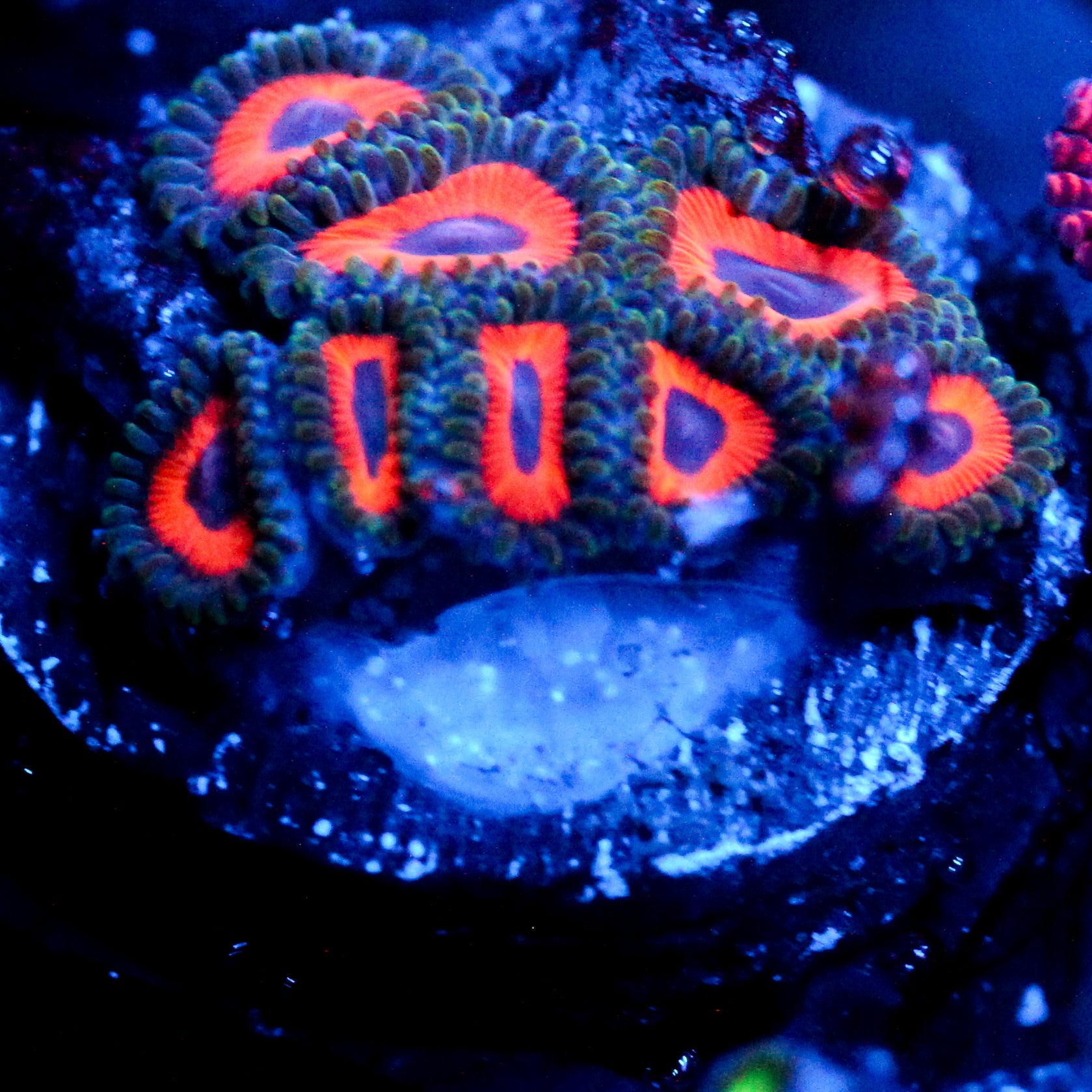 JC Dragon Eye Zoanthid