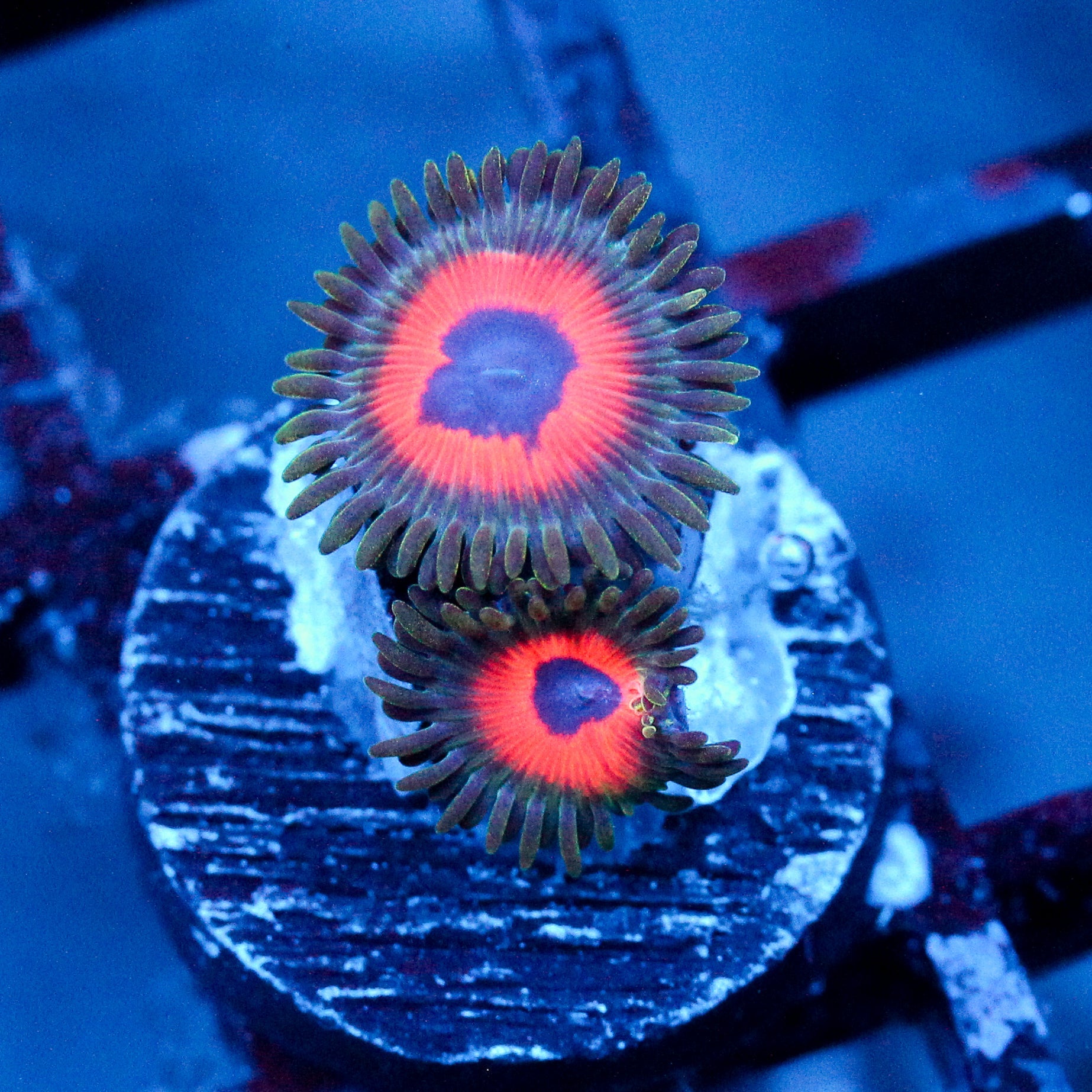 JC JF Fairy Tale Zoanthids