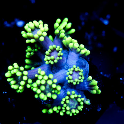 JC Alien Abduction Goni