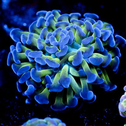 JC Weeping Willow Hammer