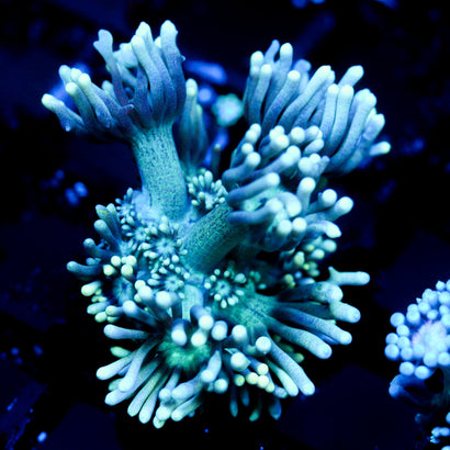 JC Beachy Breeze Goni